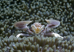 Porcelain crab. Lembeh straits. D200, 60mm. by Derek Haslam 